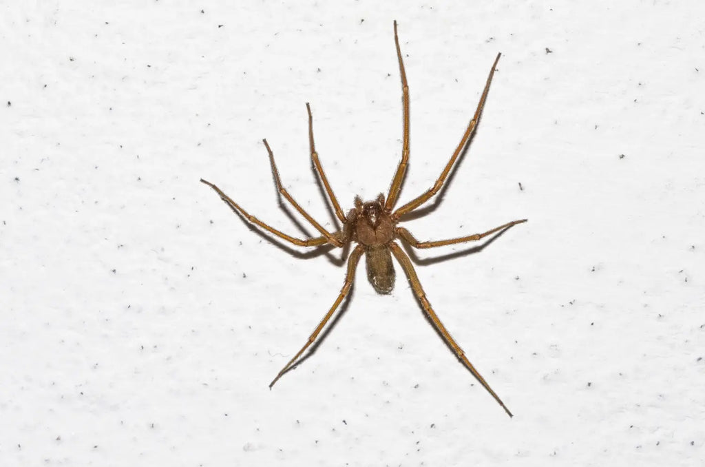 A porszívó megöli a pókot?